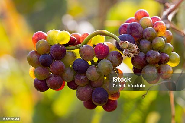 Videira De Uvas - Fotografias de stock e mais imagens de Agricultura - Agricultura, Ao Ar Livre, Estação do ano