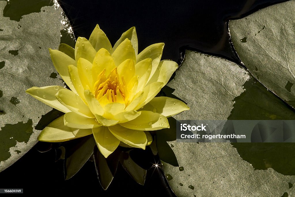 Amarelo Waterlily em verde folhas - Royalty-free Amarelo Foto de stock