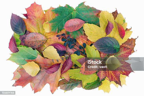 秋のバナーのコンセプト絶縁 - オレンジ色のストックフォトや画像を多数ご用意 - オレンジ色, カエデ, 人物なし