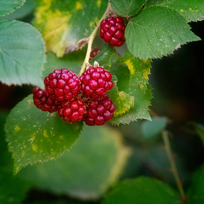 Blackberries growing in the forest