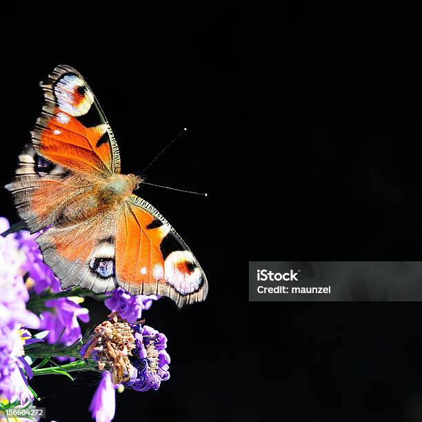 European Paw - zdjęcia stockowe i więcej obrazów Aster - Aster, Bez ludzi, Fotografika