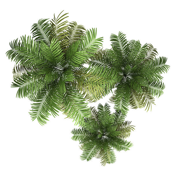 istock top view of three areca palm trees isolated on white 156604322