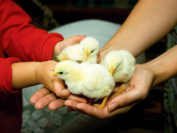 Huhn in Kind Hände – Foto