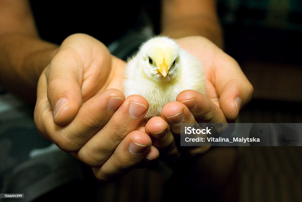 Pollo única en seres humanos con las manos - Foto de stock de Adulto libre de derechos