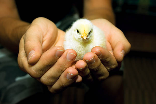 Singolo pollo in mani umane - foto stock