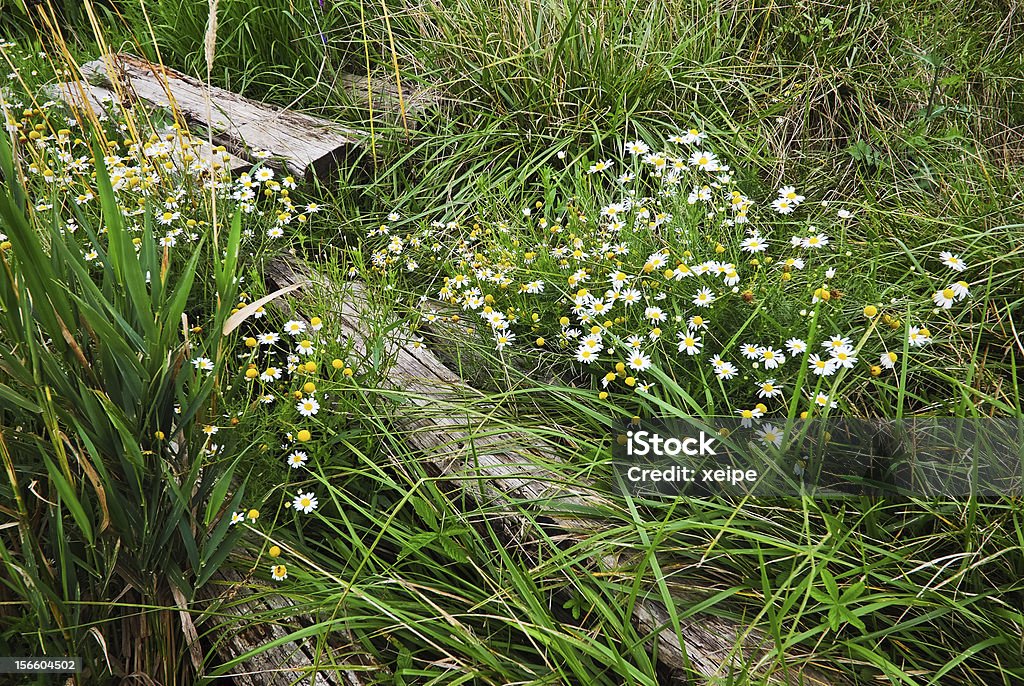 Einige pilars im grünen Gras - Lizenzfrei Bach Stock-Foto