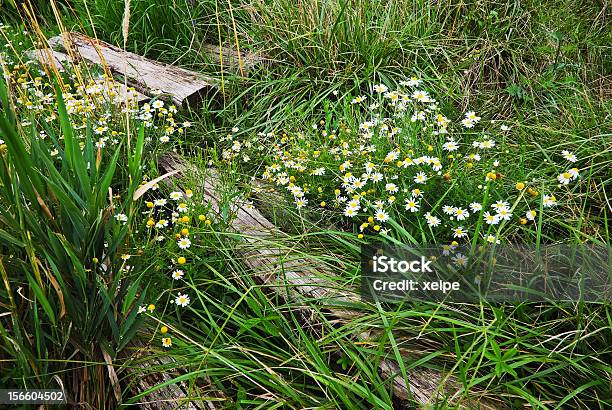 一部の Pilars の緑の芝生 - 人物なしのストックフォトや画像を多数ご用意 - 人物なし, 写真, 夏