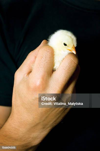 Rehén Foto de stock y más banco de imágenes de Adulto - Adulto, Amistad, Amor - Sentimiento