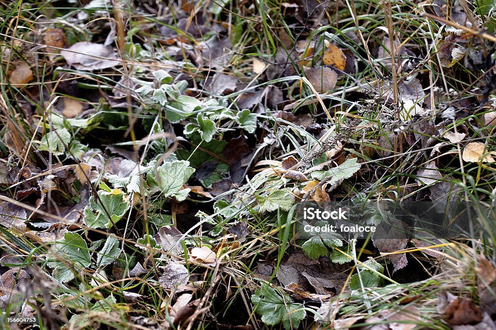 Frost de folhas - Foto de stock de Bosque - Floresta royalty-free