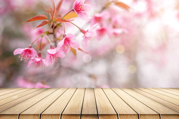 istock Empty wooden table platform with Cherry blossom in spring with bokeh 1566049893