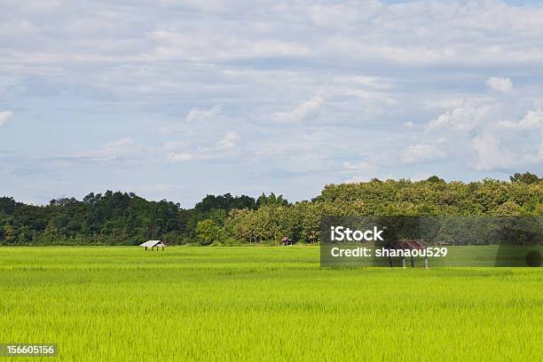 Grungehut Am Reisfeld Mit Cloudsky Stockfoto und mehr Bilder von Agrarbetrieb - Agrarbetrieb, Asien, Feld