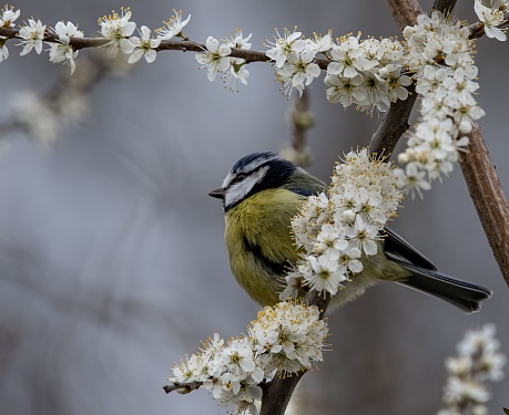 A small bird perched on a blooming branch of a tree, surrounded by delicate petals of vibrant flowers