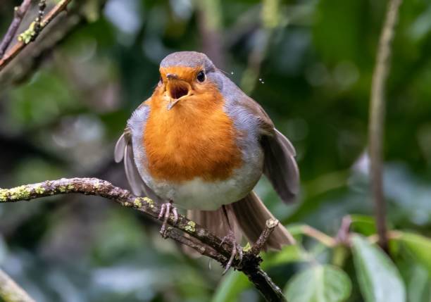 istock Beautiful European robin bird perched on a tree branch 1566051985
