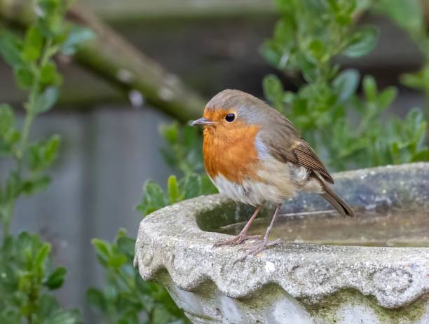 istock Small European robin bird perched in an old, cement bird bath in an outdoor setting 1566052509