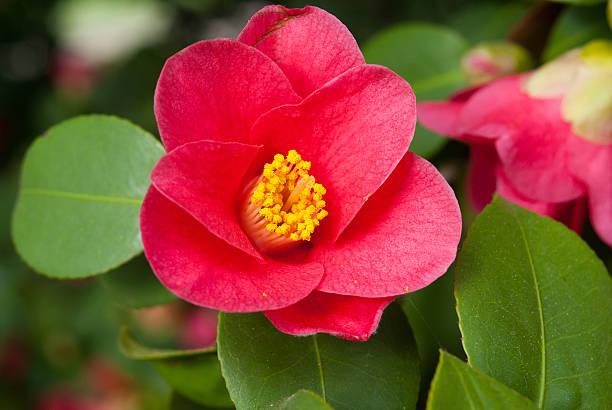 camellia stock photo