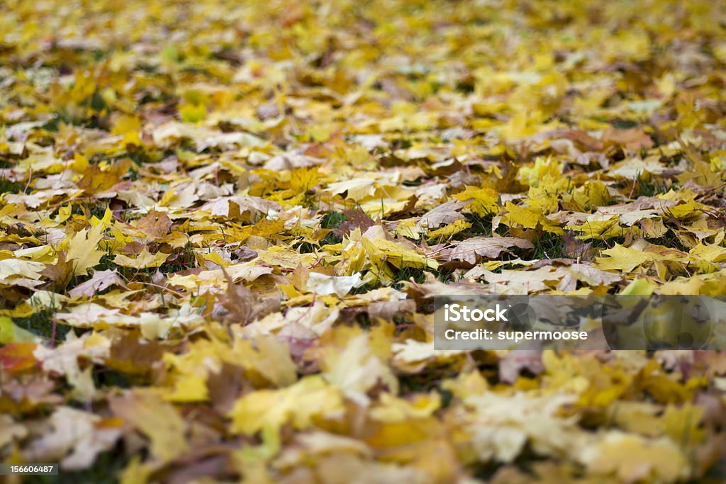 秋の葉のカーペット - アウトフォーカスのロイヤリティフリーストックフォト