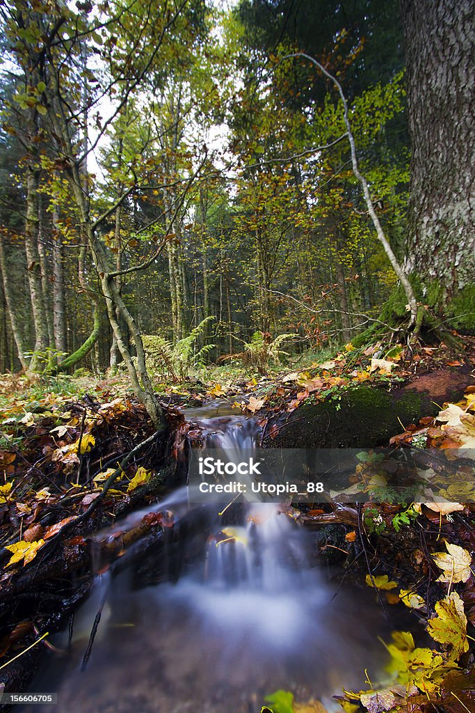 Cascata nella foresta d'autunno - Foto stock royalty-free di Acqua