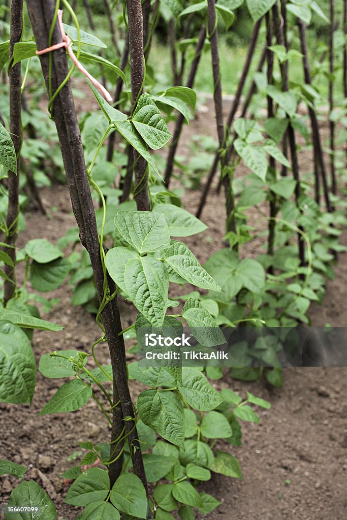 green beans plants on soil climbing green beans growing in organic vegetable garden. vertical Agricultural Field Stock Photo