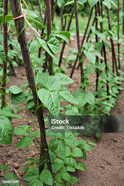Green Beans Plants On Soil Stock Photo - Download Image Now - Agricultural Field, Agriculture, Bean