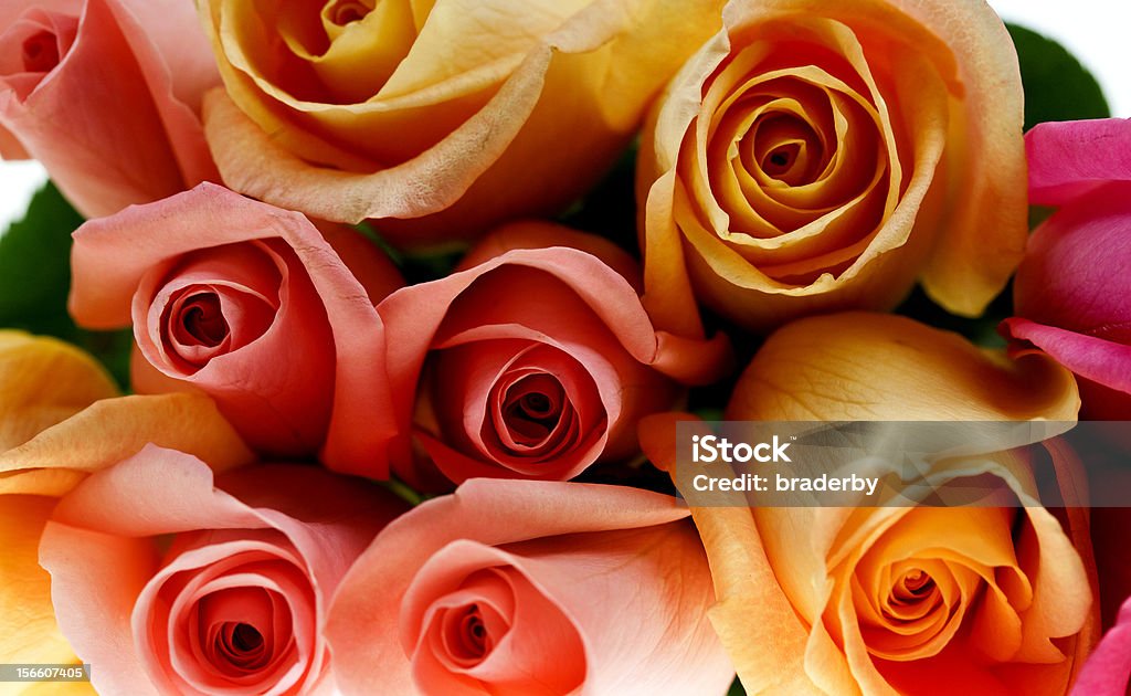 Rose multicolore - Foto stock royalty-free di Amore