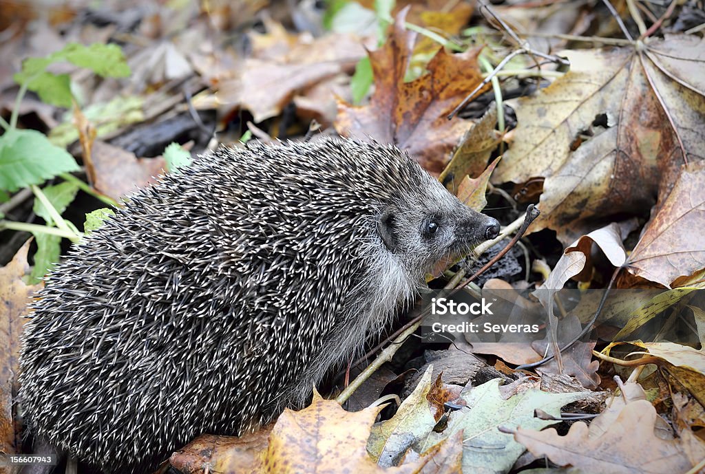 Hérisson - Photo de Animaux à l'état sauvage libre de droits