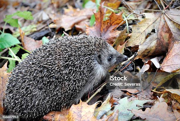 Riccio - Fotografie stock e altre immagini di Acero - Acero, Ambientazione esterna, Animale