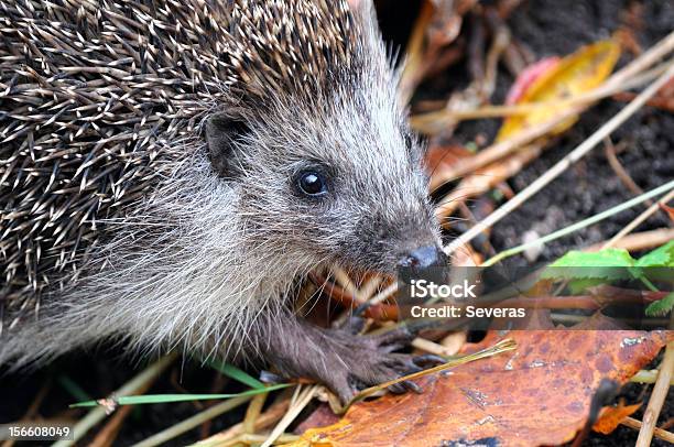 Foto de Ouriçocacheiro e mais fotos de stock de Ouriço-cacheiro - Insetívoro - Ouriço-cacheiro - Insetívoro, Outono, Animal