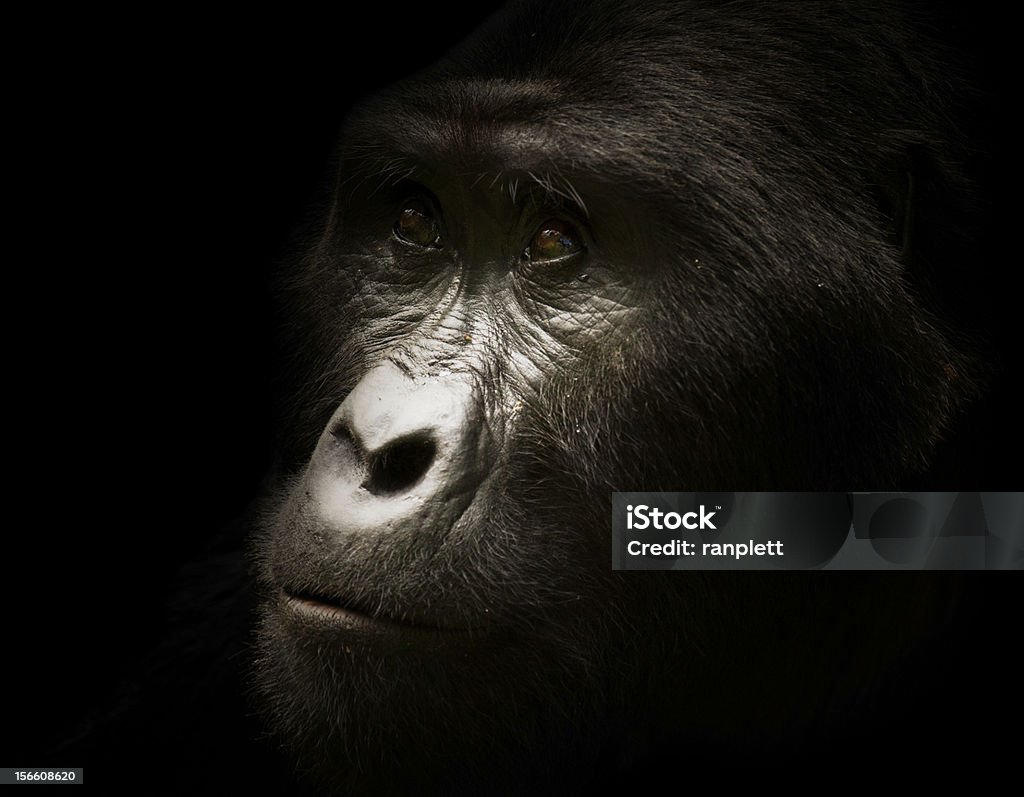 Wild Silverback Gorilla Portrait http://i152.photobucket.com/albums/s173/ranplett/africa.jpg Gorilla Stock Photo