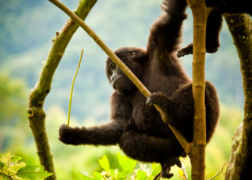 Ragunan, Indonesia - December 29, 2023: Gorilla named Komo in the Ragunan zoo enclosure, Jakarta