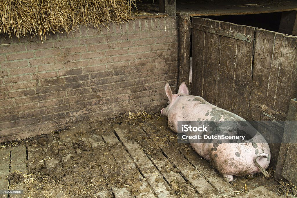 Única maduro cerdo caer en la estabilidad - Foto de stock de Acostado libre de derechos