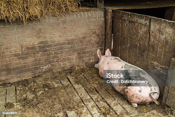 Singolo Maiale Maturo Sdraiata In Un Robusto - Fotografie stock e altre immagini di Agricoltura - Agricoltura, Animale, Baracca - Struttura edile