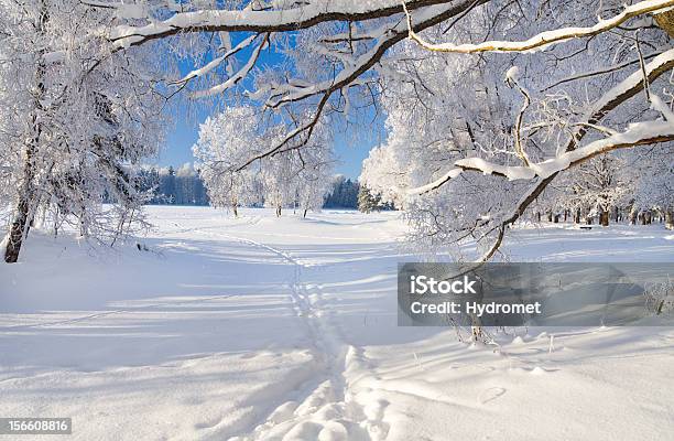 Photo libre de droit de Parc Dhiver Dans La Neige banque d'images et plus d'images libres de droit de Arbre - Arbre, Blanc, Bleu