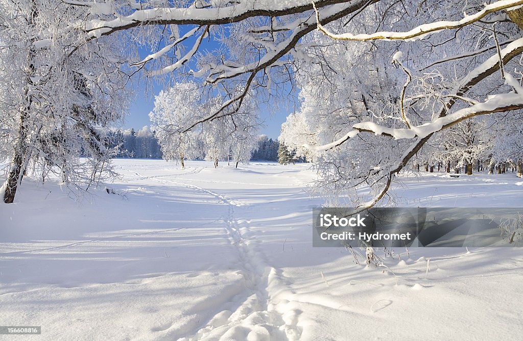 Parco invernale nella neve - Foto stock royalty-free di Albero