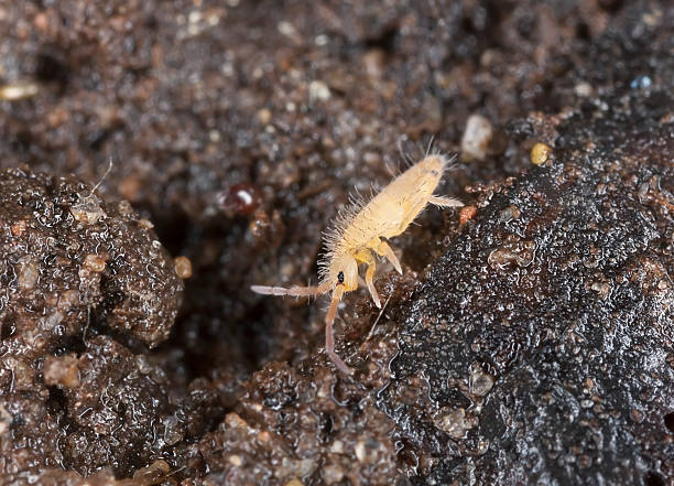 Springtail (Collembola) sitting on wet ground Springtail (Collembola) sitting on wet ground, extreme close-up with high magnification  collembola stock pictures, royalty-free photos & images