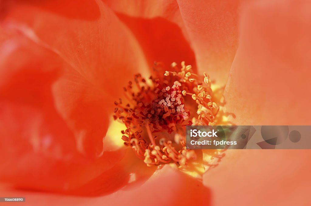 Lindas rosas cor-de-laranja. (fotografia em close de voo.) - Foto de stock de Flora royalty-free