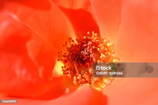 Lindas Rosas Laranja - Fotografias de stock e mais imagens de Flora