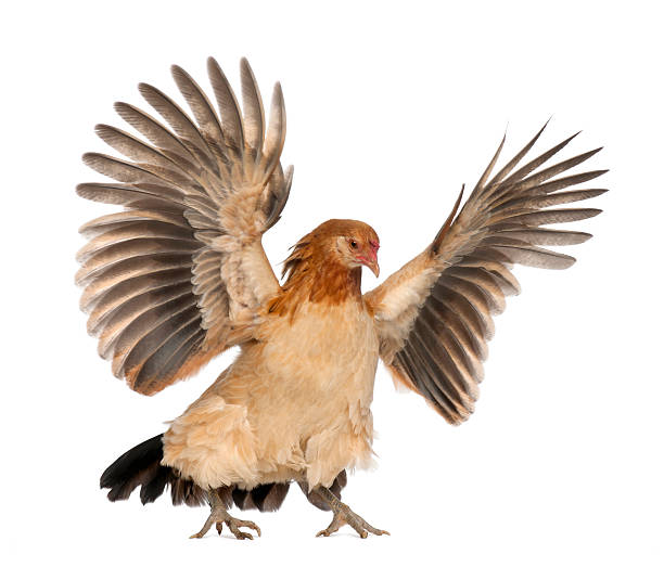 hen volant sur fond blanc - ailes déployées photos et images de collection