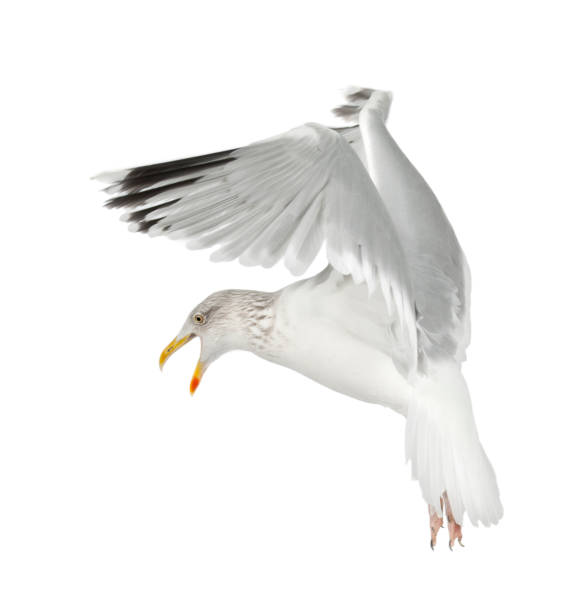 istock European Herring Gull, Larus argentatus, 4 years old, flying 156609019