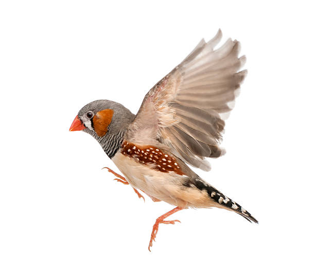 Close-up of a Zebra Finch against white background Zebra Finch flying, Taeniopygia guttata, against white background zebra finch stock pictures, royalty-free photos & images