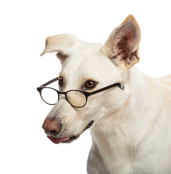 istock Crossbreed dog wearing glasses against white background 156609034