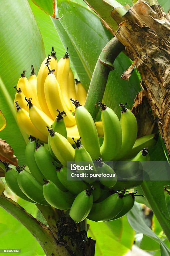 Half ripe Bananas Bunch of Half ripe bananas hanging on a tree Banana Stock Photo