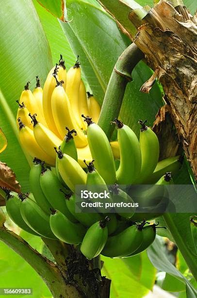 Half Ripe Bananas Stock Photo - Download Image Now - Banana, Banana Peel, Bunch