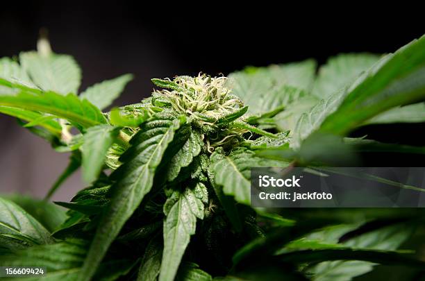 Cannabis Sativa - Fotografias de stock e mais imagens de Abuso de Droga - Abuso de Droga, Ao Ar Livre, Botão - Estágio de flora