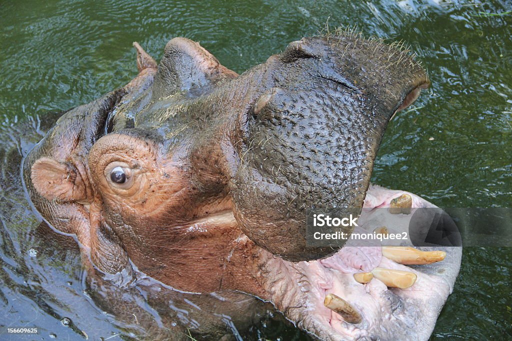 Hippo в воде - Стоковые фото Гиппопотам роялти-фри