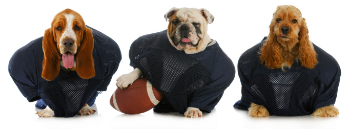football team - three dogs dressed up in football uniforms with silly expressions isolated on white background