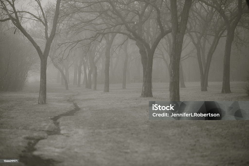 Brouillard dans les arbres - Photo de Arbre libre de droits