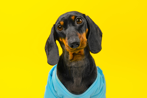 Portrait of sad puppy in blue T-shirt on yellow background mute reproach, tilted his head to side, asks, waits for attention and affection from owner. A small dog looks with a plaintive guilty look