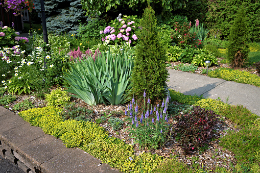 Front yard flowerbed landscaped with perennials between footpath and retaining wall on an early summer sunny morning