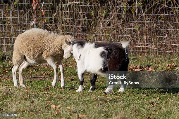 Cabra De Ovelha - Fotografias de stock e mais imagens de Agricultura - Agricultura, Animal, Animal Doméstico