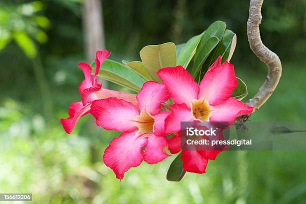 Flor Tropical Com Boke Suave - Fotografias de stock e mais imagens de Ao Ar Livre - Ao Ar Livre, Cabeça de Flor, Desfocado - Focagem